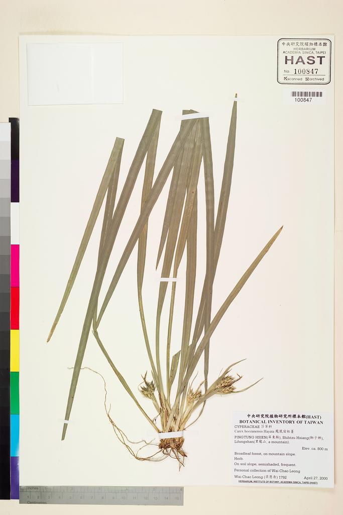 <Unit #43566 Leong, Wai-Chao | 梁慧舟 | 1792:: | Carex hoozanensis Hayata>