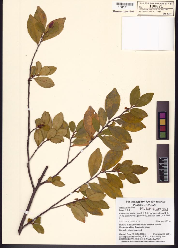 <Unit #54128 Peng, Ching-I | 彭鏡毅 | 19586:: | Eurya>