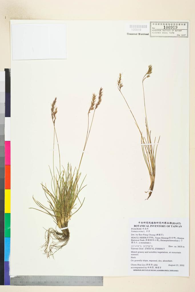 <Unit #39523 Liu, Chien-Hua | 劉建華 | 254:: | Festuca ovina L.>