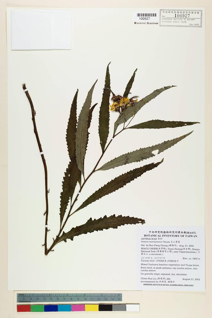 <Unit #38657 Liu, Chien-Hua | 劉建華 | 262:: | Senecio morrisonensis Hayata>