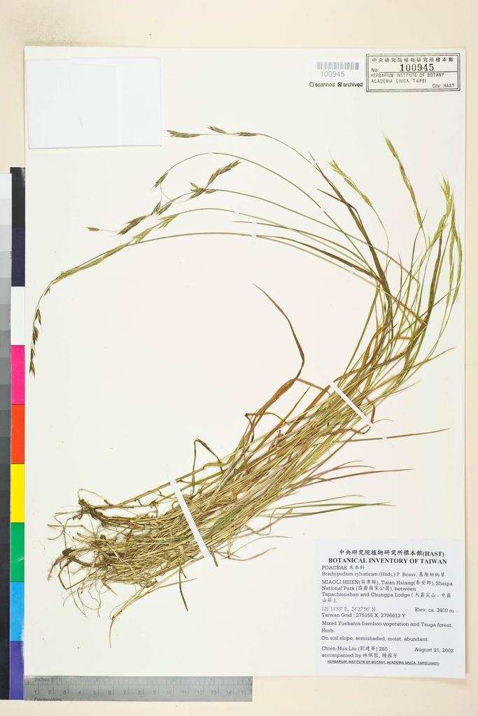 <Unit #41668 Liu, Chien-Hua | 劉建華 | 280:: | Brachypodium sylvaticum (Huds.) P. Beauv.>