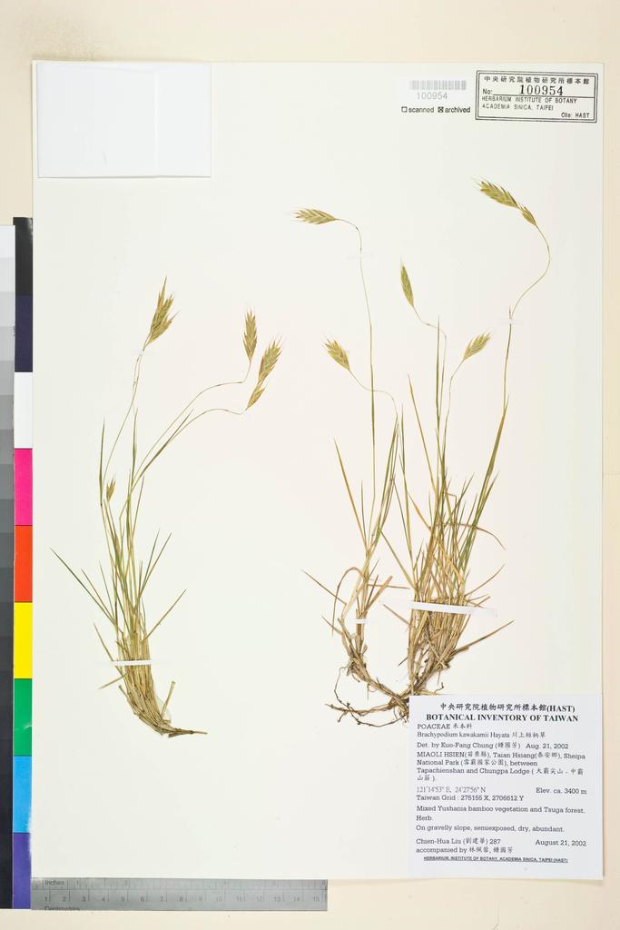 <Unit #41931 Liu, Chien-Hua | 劉建華 | 287:: | Brachypodium kawakamii Hayata>