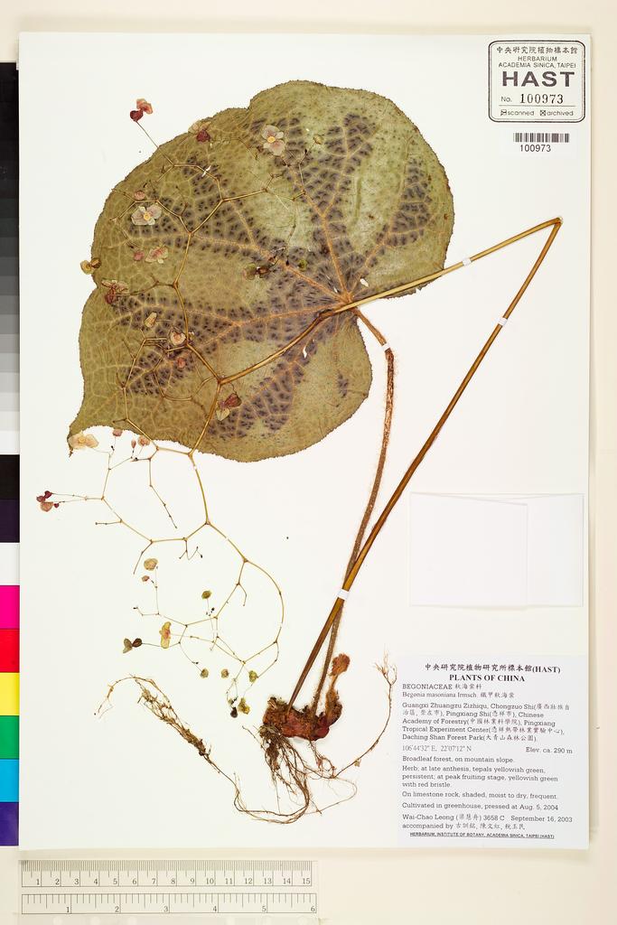 <Unit #47320 Leong, Wai-Chao | 梁慧舟 | 3658::C | Begonia masoniana Irmsch.>
