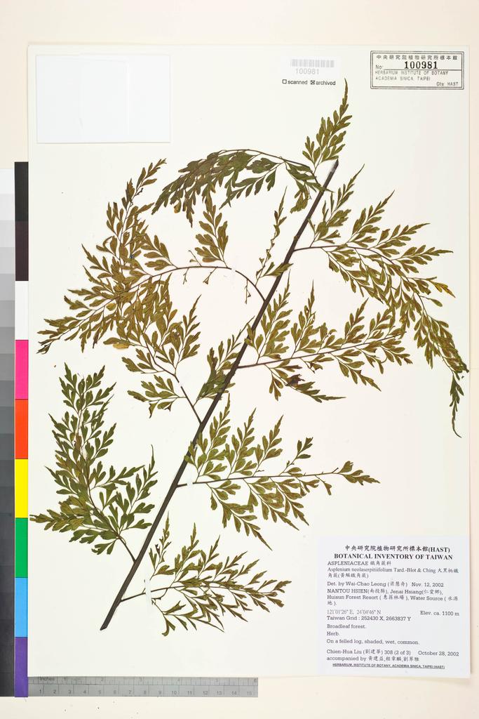 <Unit #1728 Liu, Chien-Hua | 劉建華 | 3081 of 3::2 of 3 | Asplenium neolaserpitiifolium Tardieu & Ching>