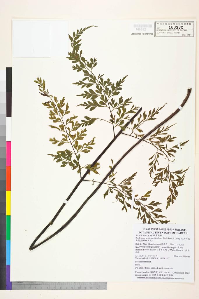 <Unit #1727 Liu, Chien-Hua | 劉建華 | 3081 of 3::3 of 3 | Asplenium neolaserpitiifolium Tardieu & Ching>