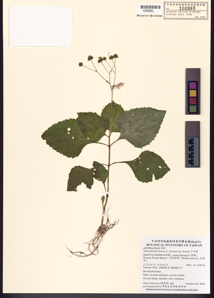 <Unit #1729 Liu, Chien-Hua | 劉建華 | 309:: | Adenostemma lavenia (L.) Kuntze var. lavenia>