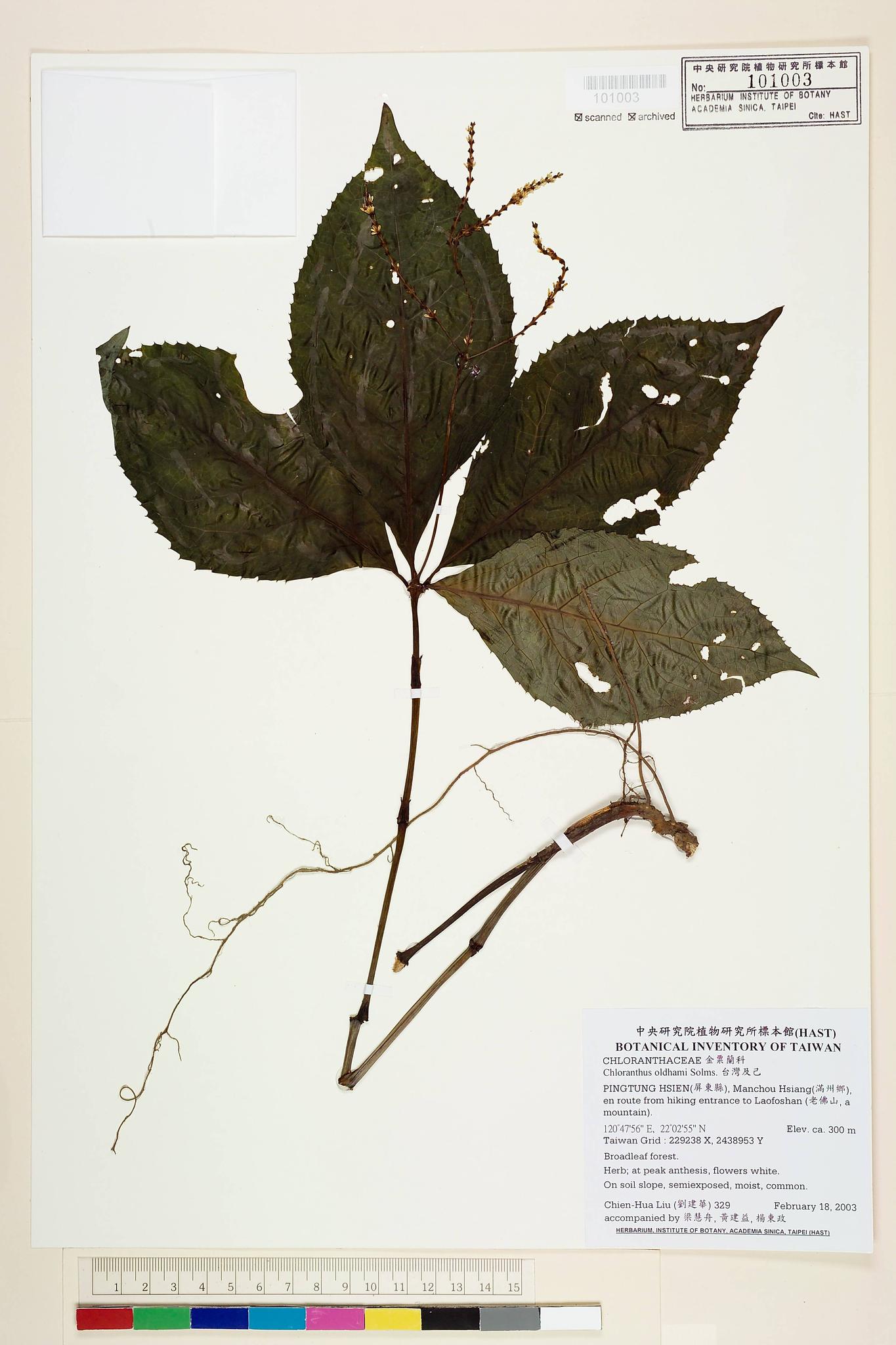 Sample image for viewer