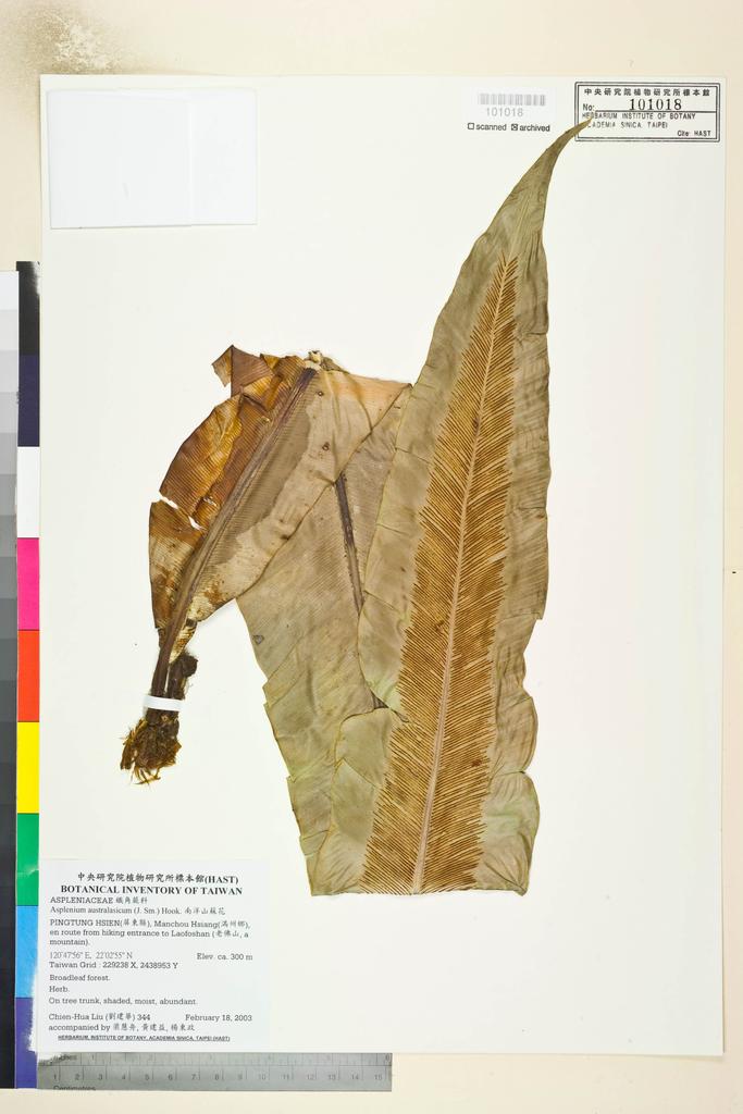 <Unit #45143 Liu, Chien-Hua | 劉建華 | 344:: | Asplenium australasicum (J. Sm.) Hook.>
