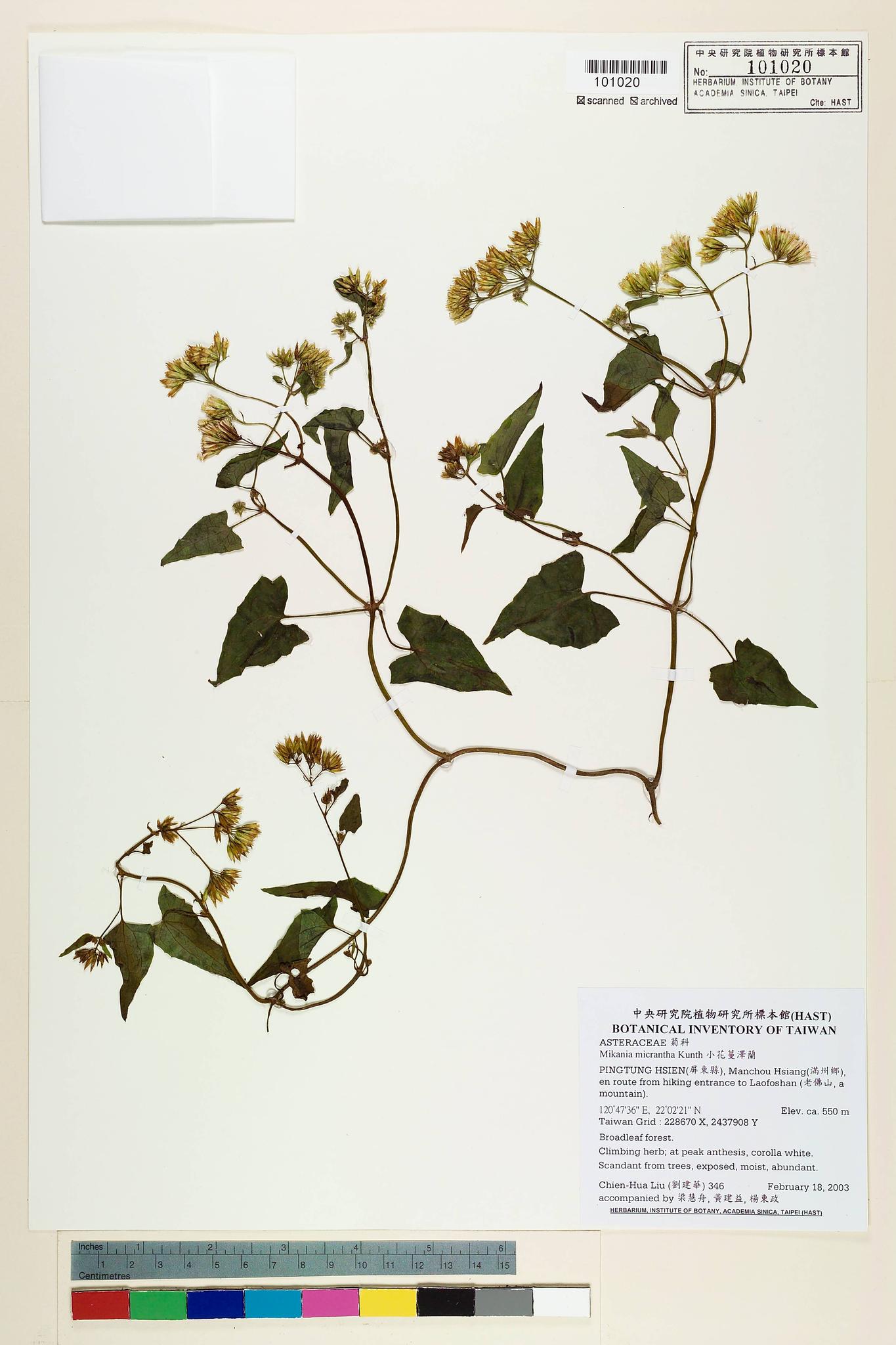 Sample image for viewer