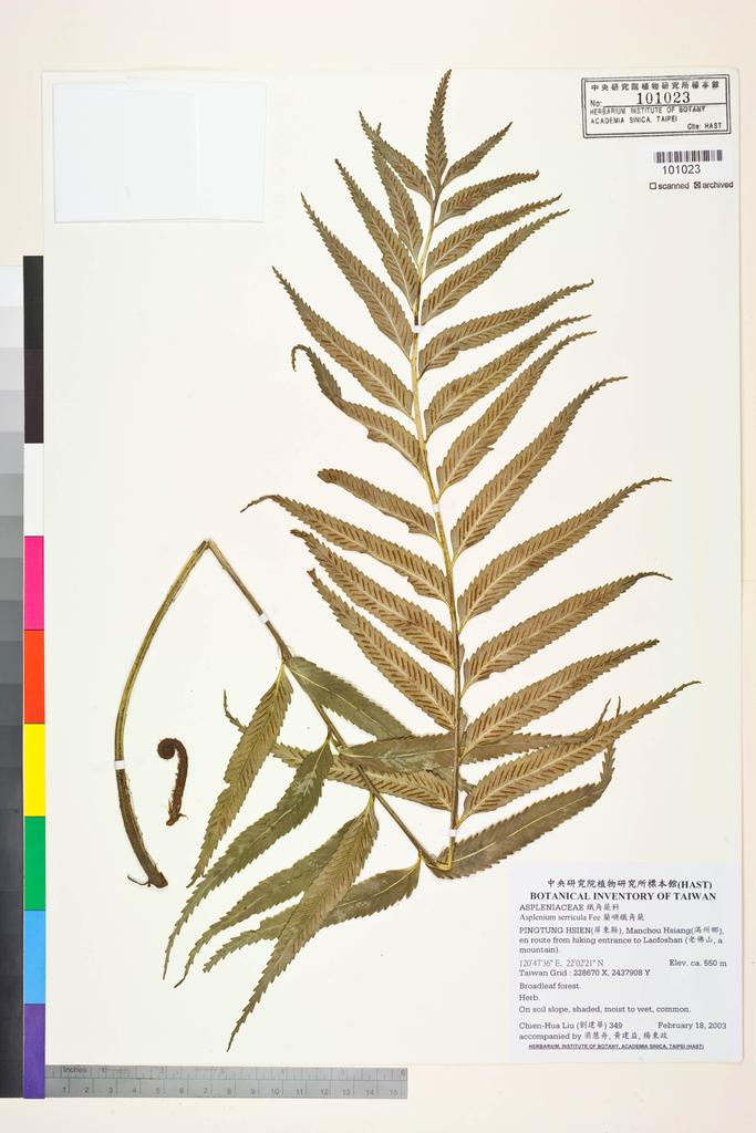 <Unit #45869 Liu, Chien-Hua | 劉建華 | 349:: | Asplenium serricula Fée>