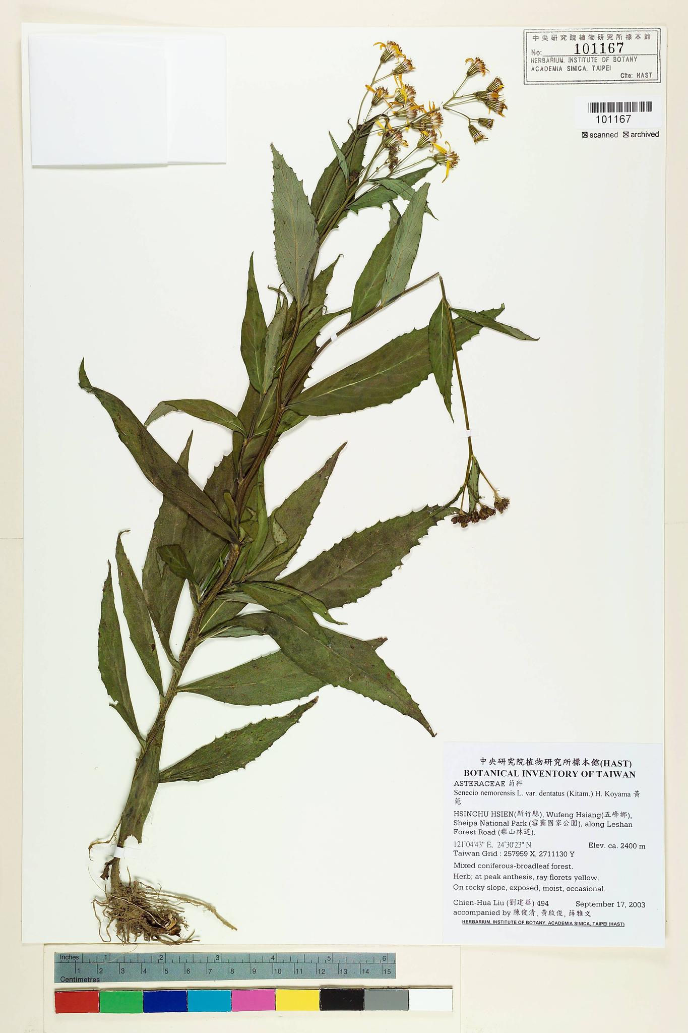 Sample image for viewer