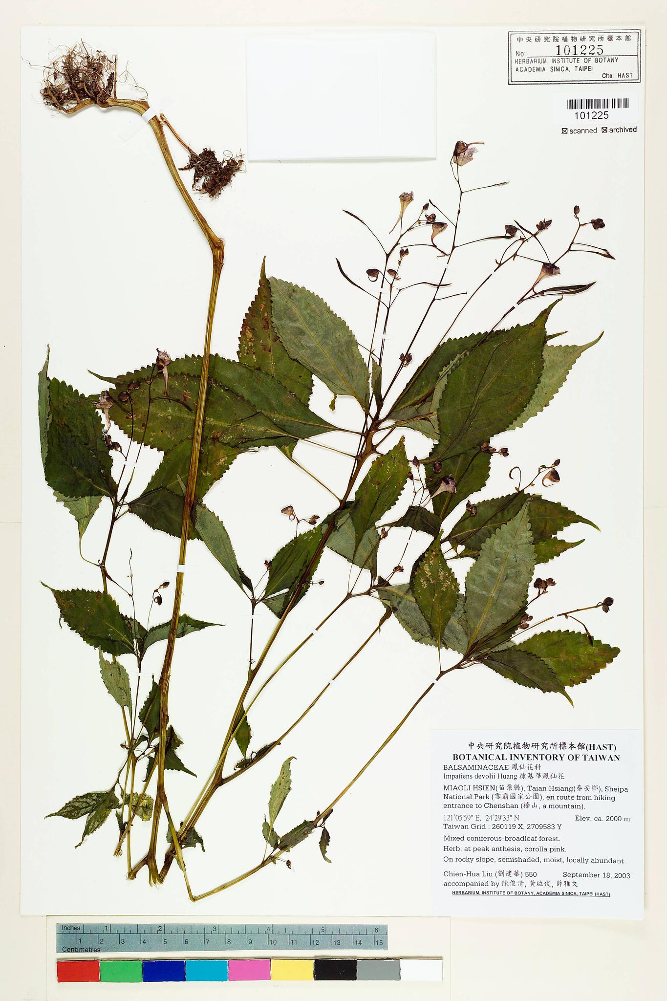 Sample image for viewer