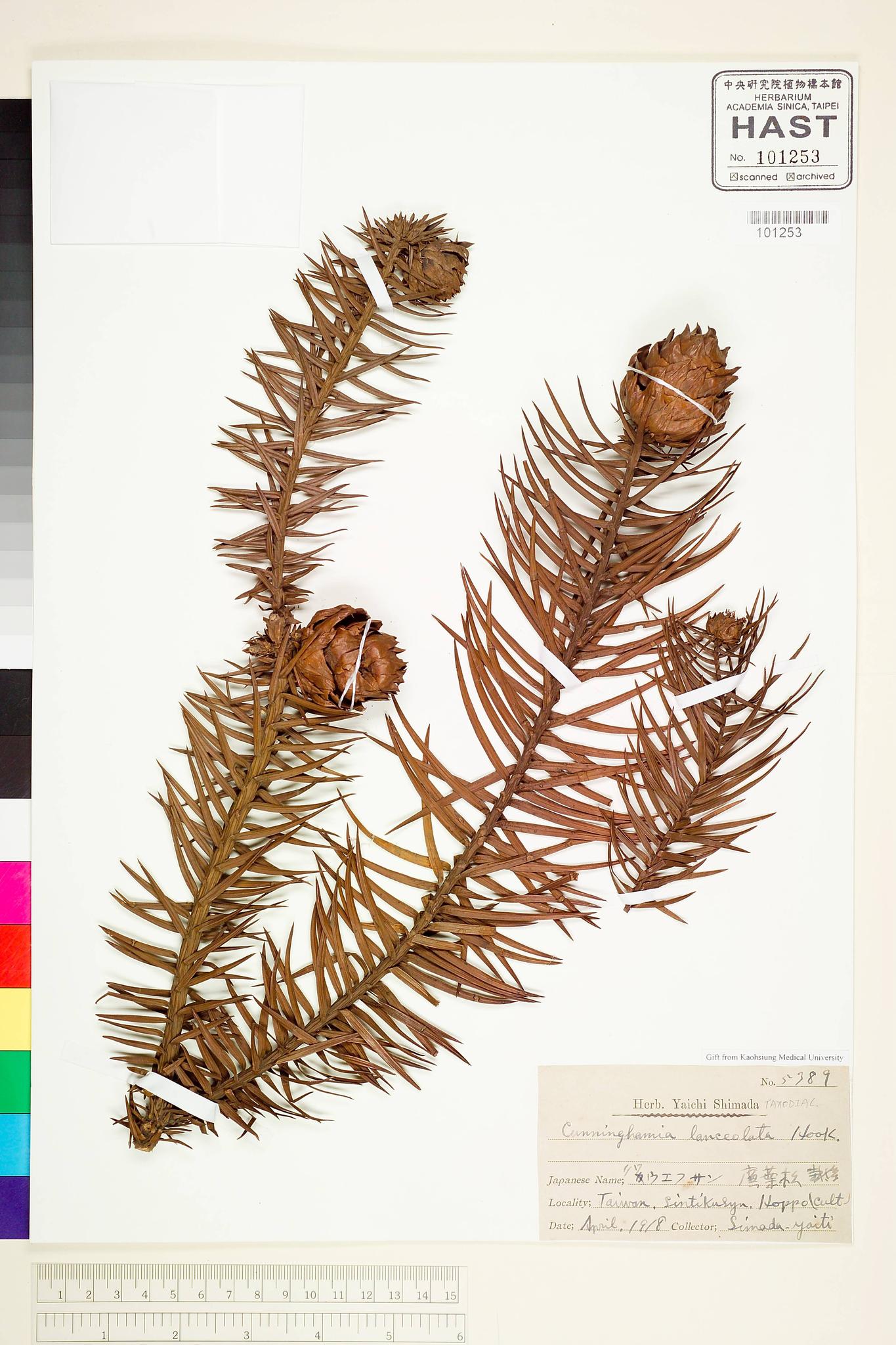 Sample image for viewer