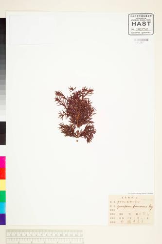 Juniperus formosana Hayata