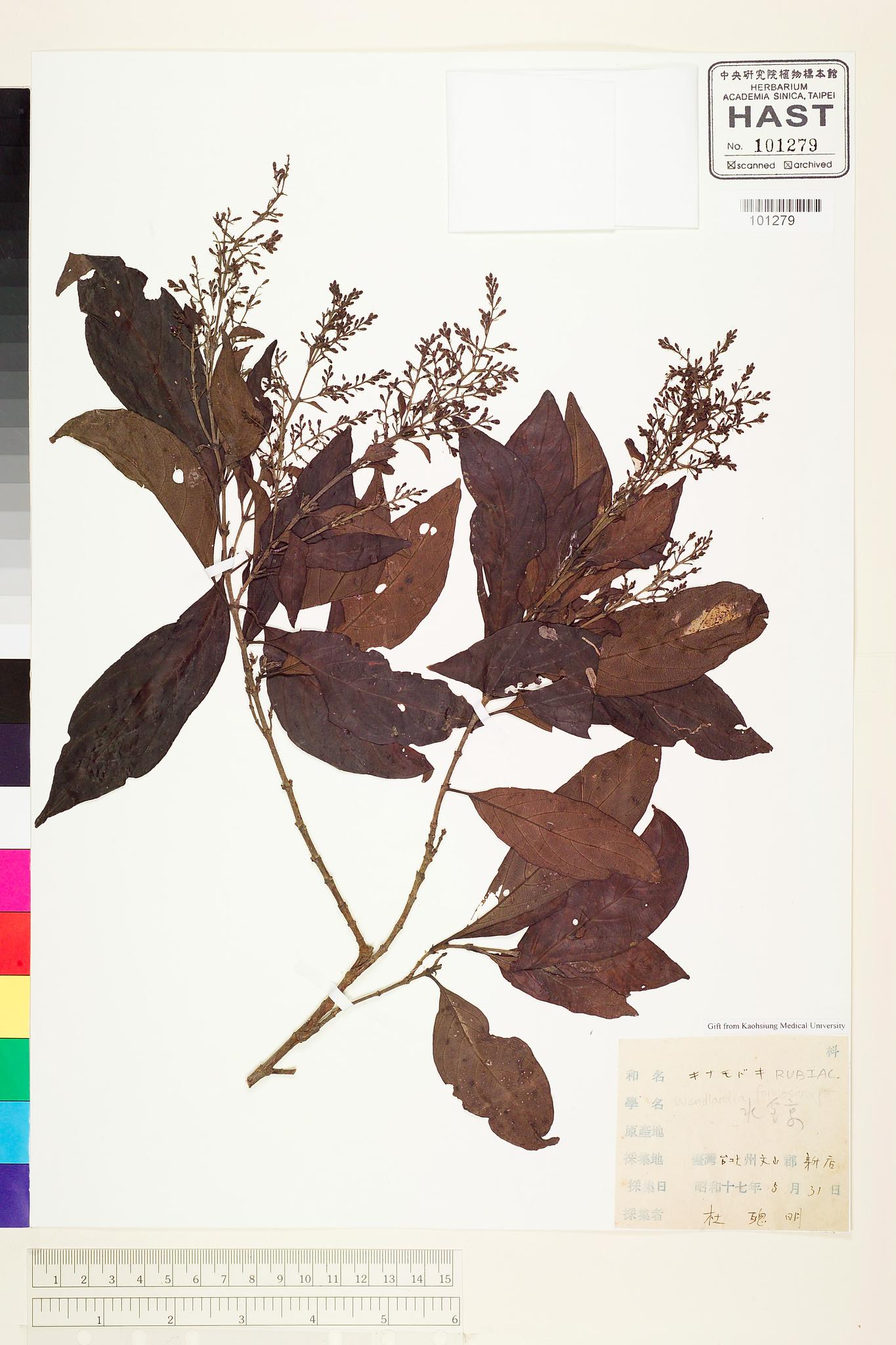 Sample image for viewer