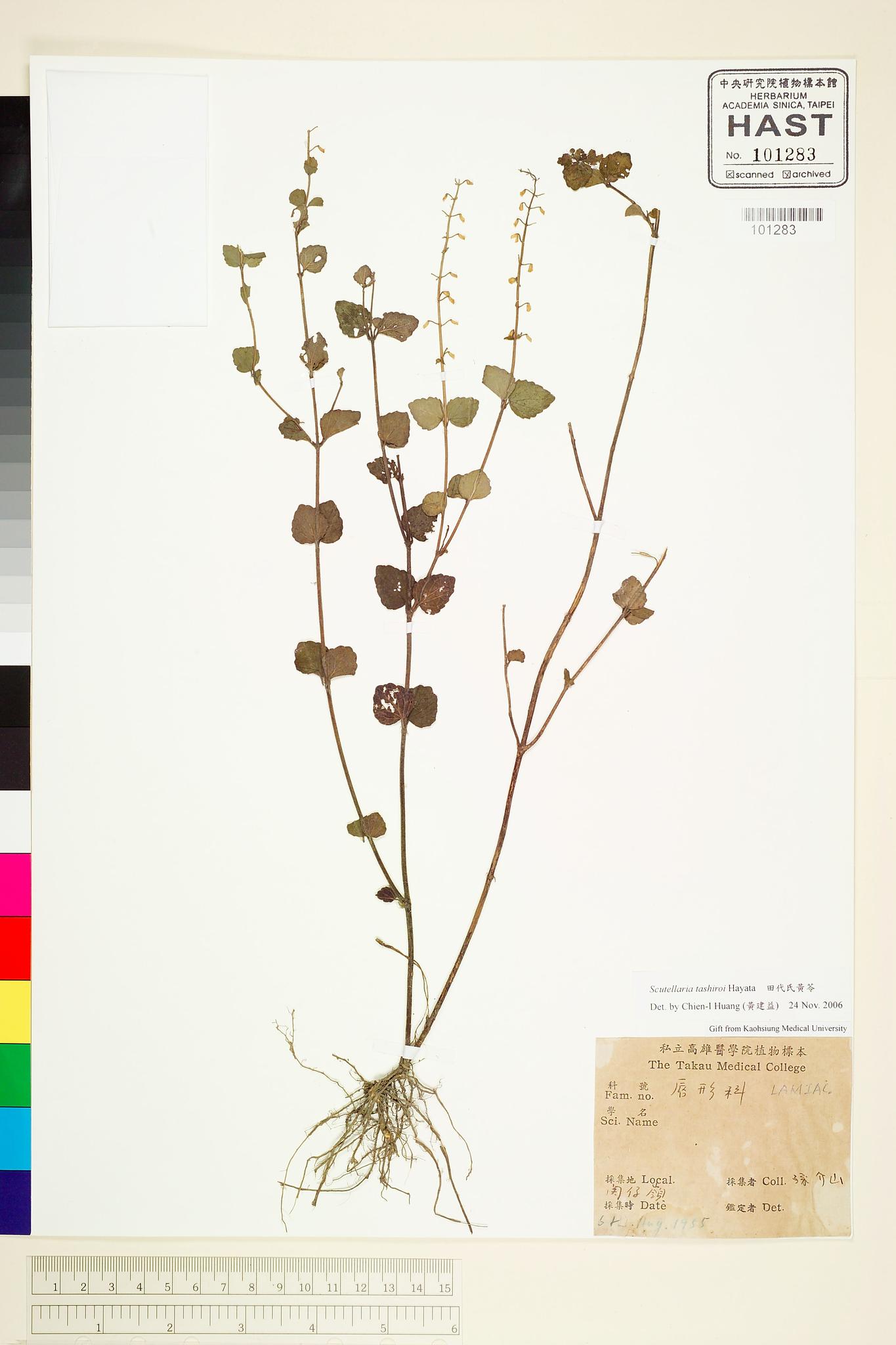 Sample image for viewer