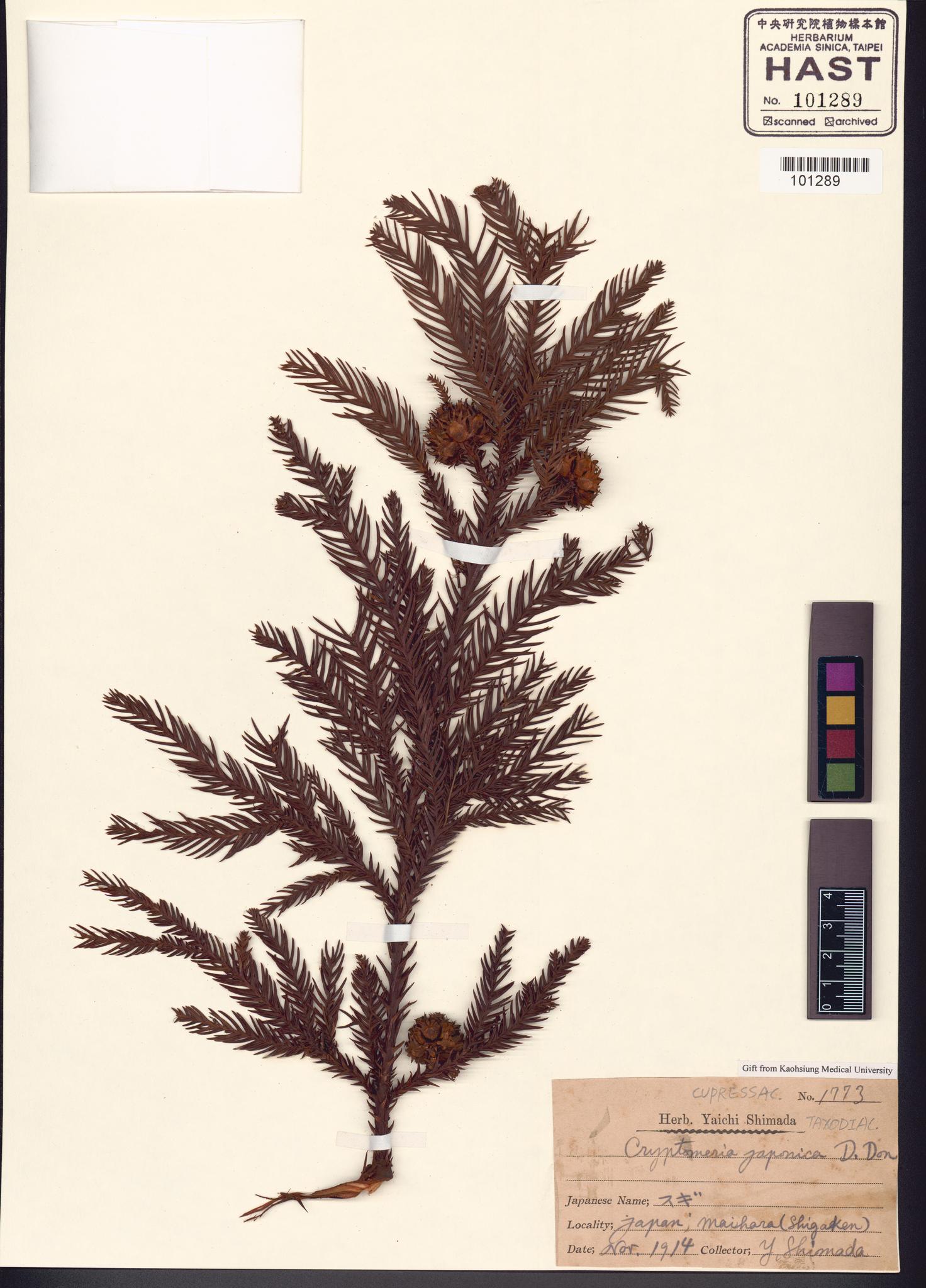 Sample image for viewer