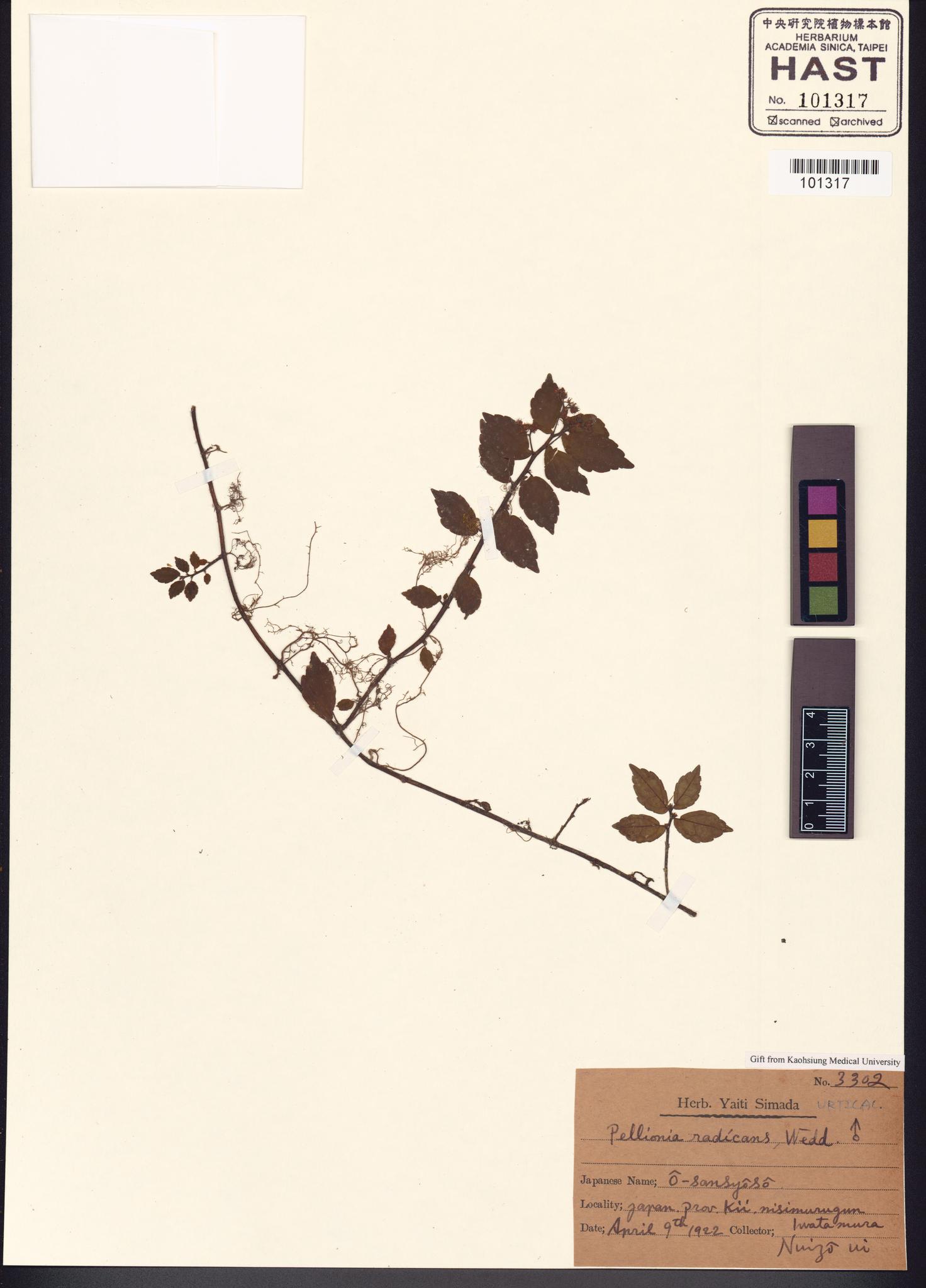 Sample image for viewer