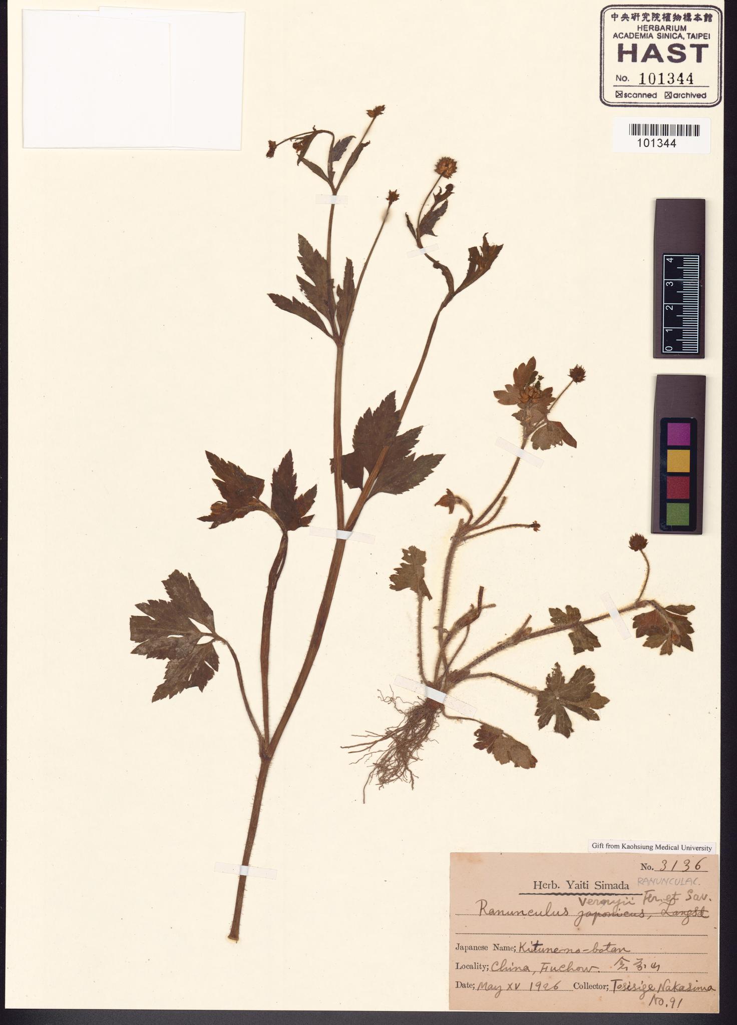 Sample image for viewer