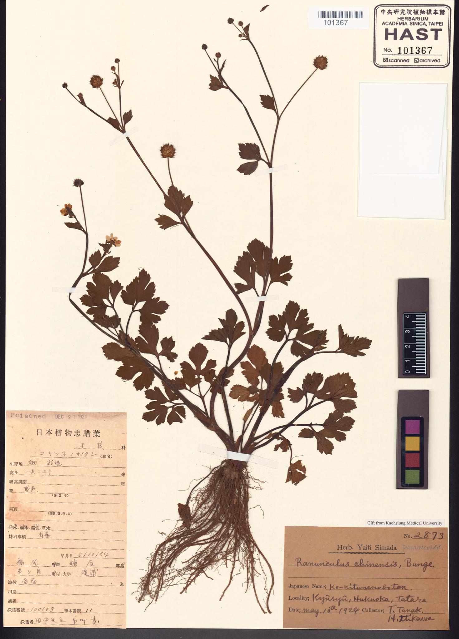 Sample image for viewer