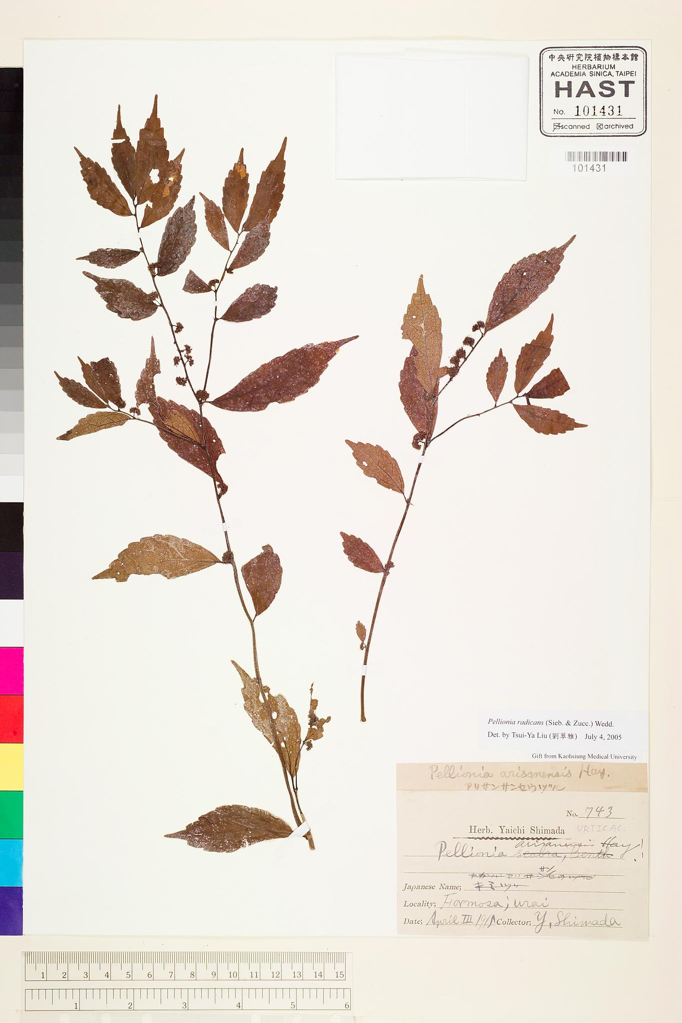 Sample image for viewer