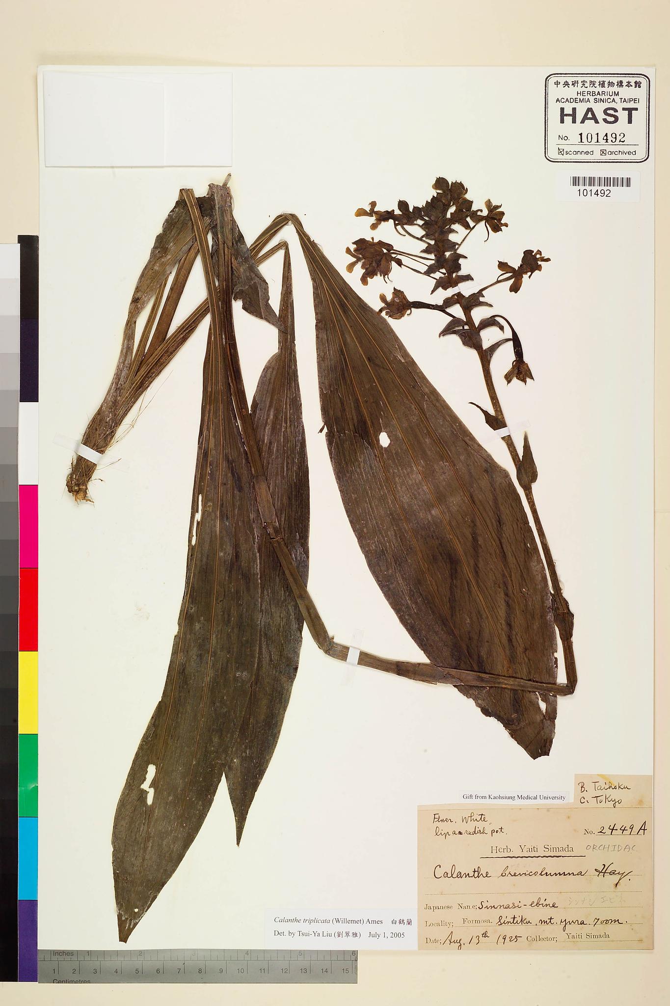 Sample image for viewer