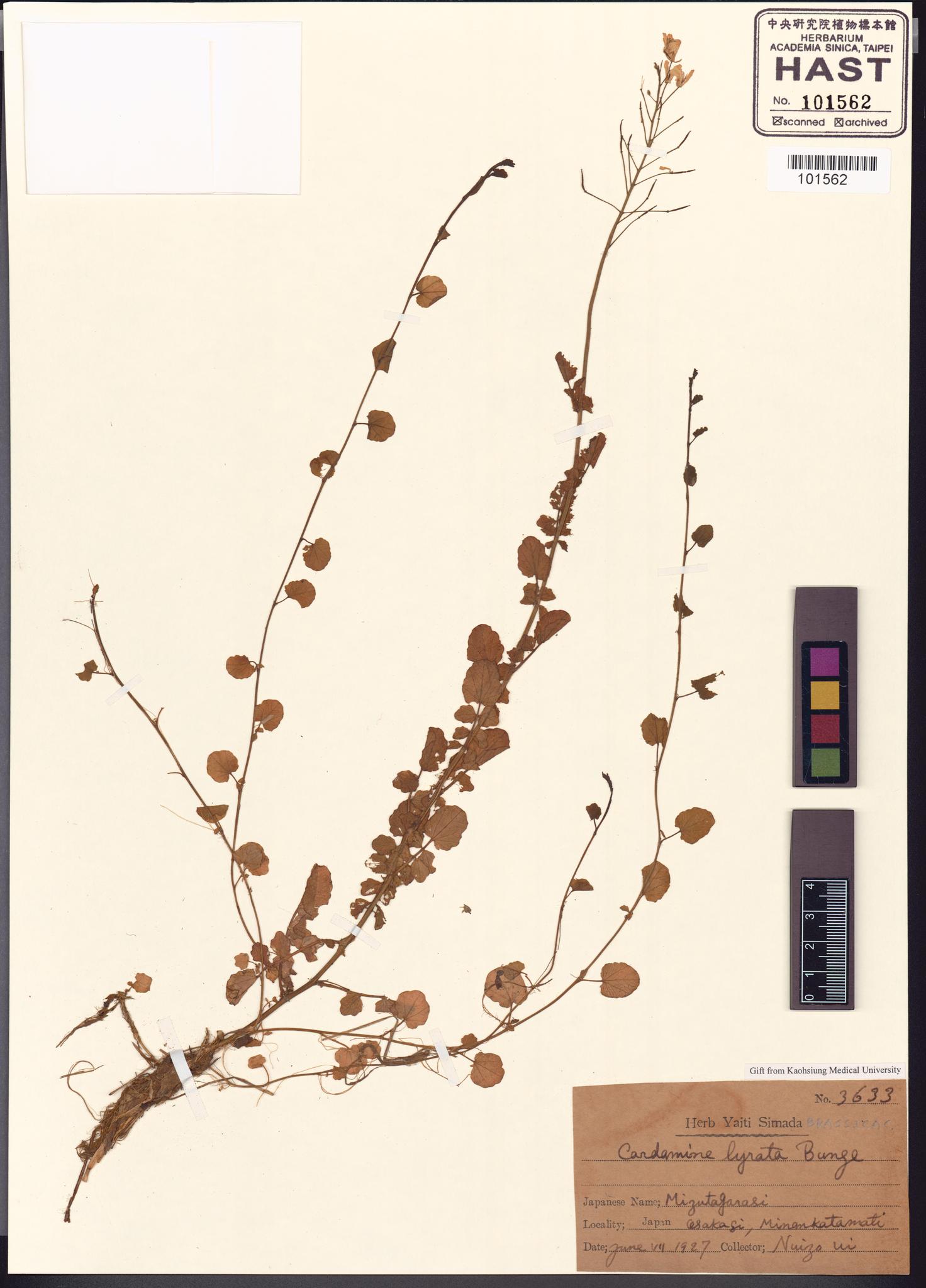 Sample image for viewer