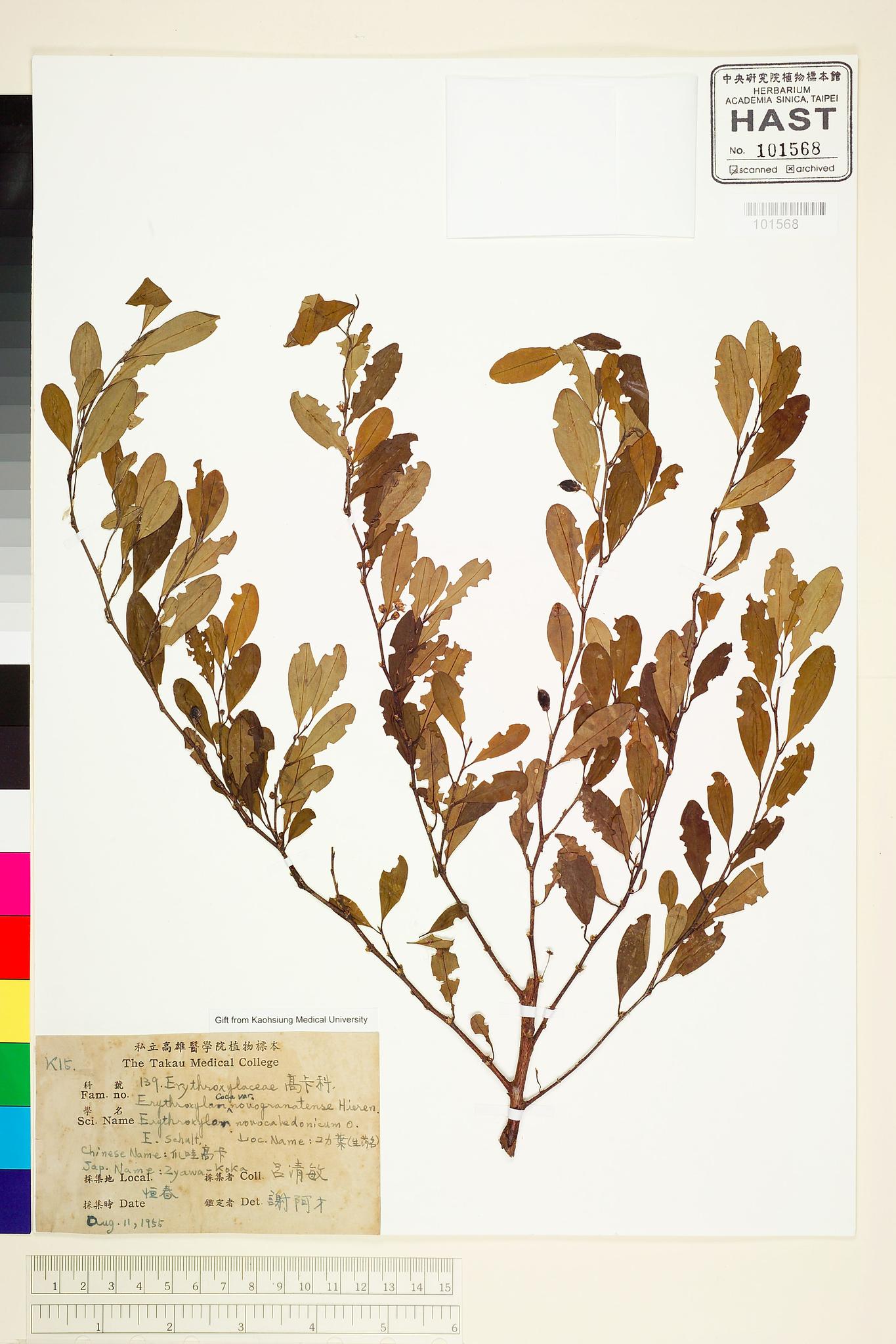 Sample image for viewer