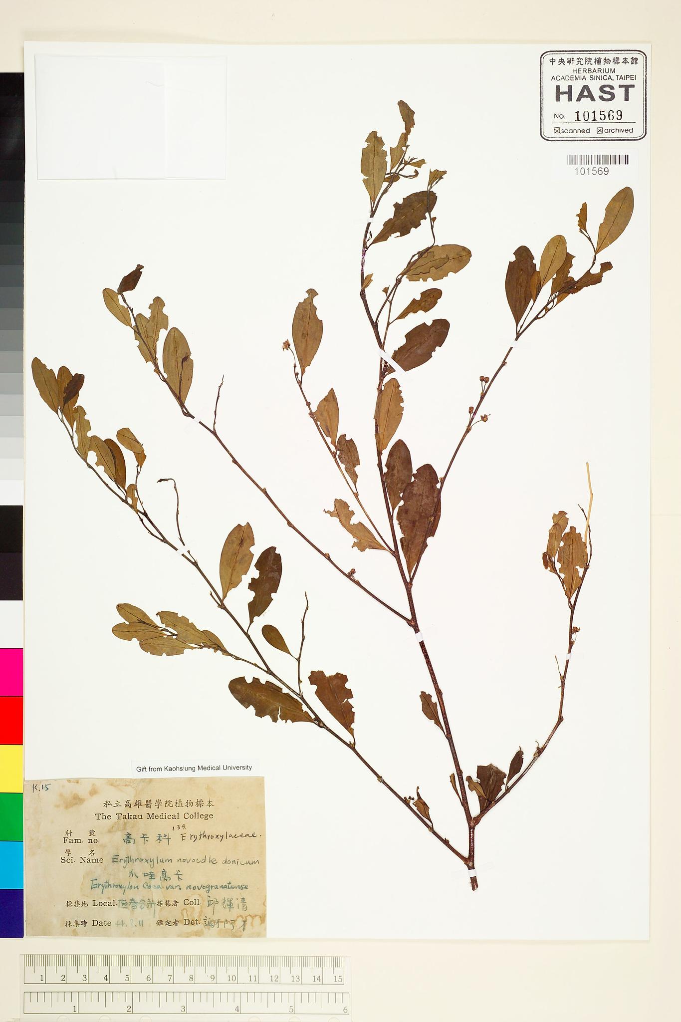 Sample image for viewer