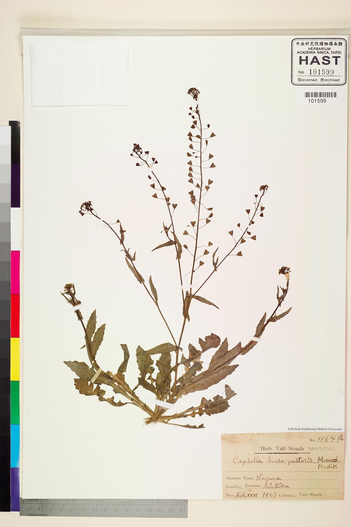 Sample image for viewer