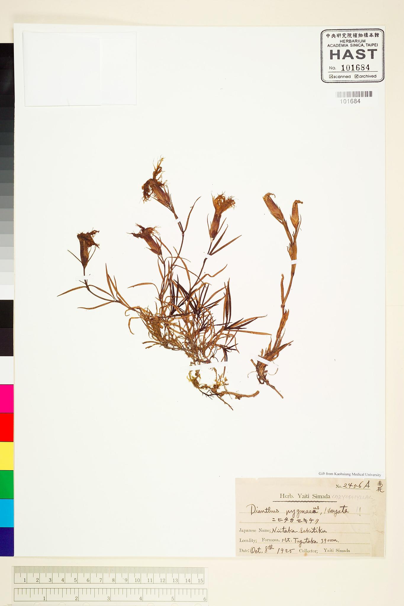 Sample image for viewer