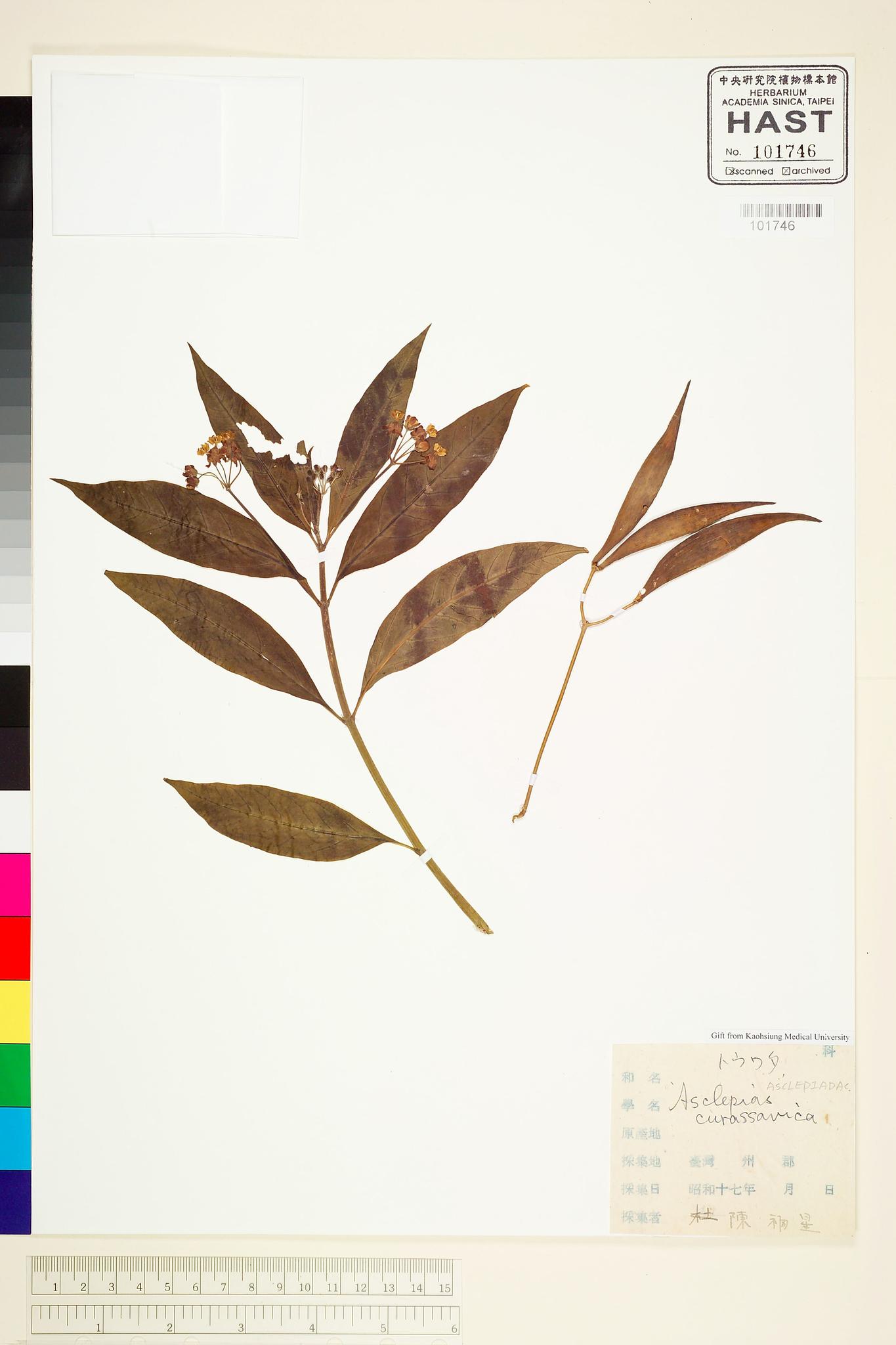 Sample image for viewer