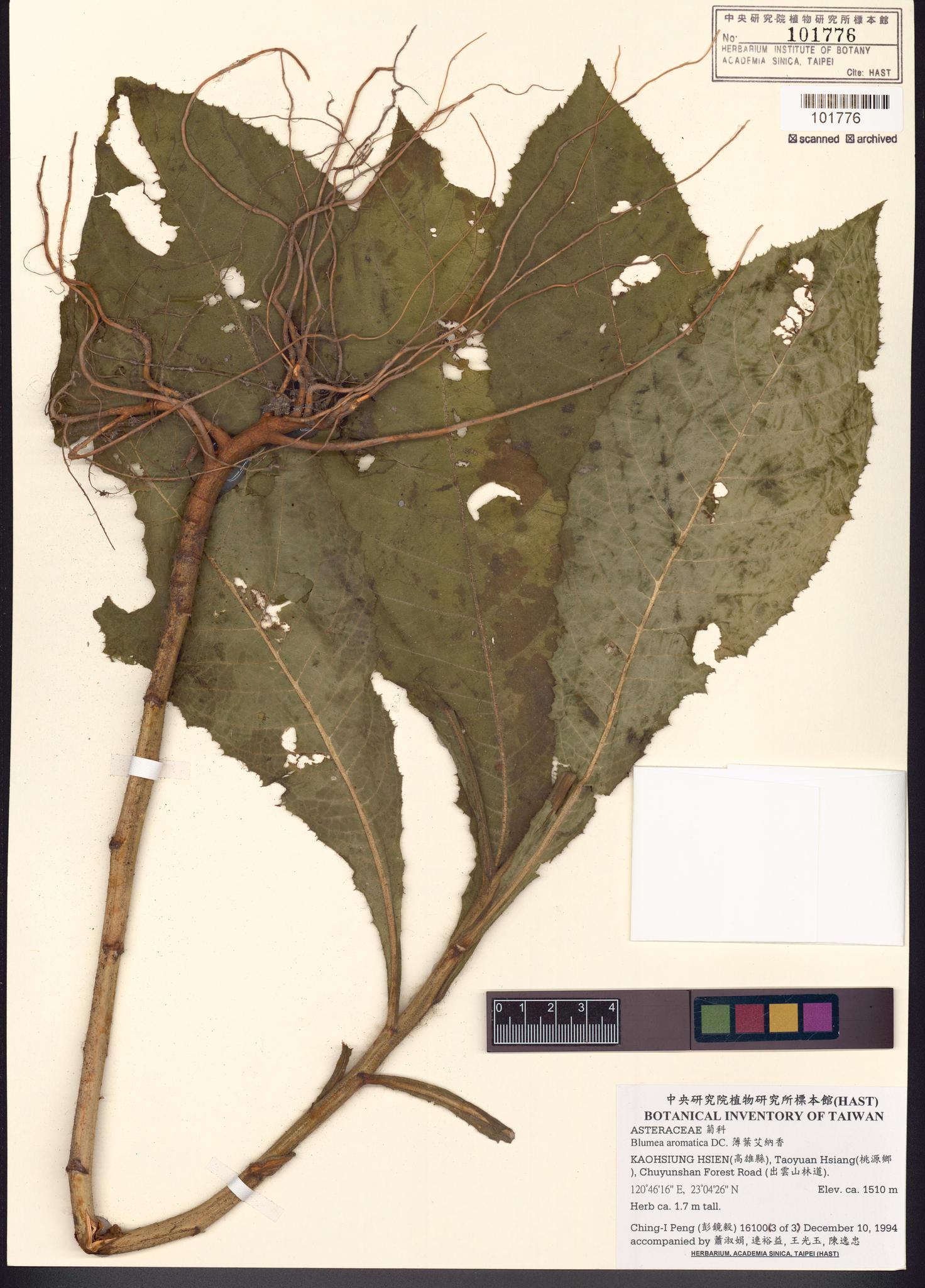 Sample image for viewer