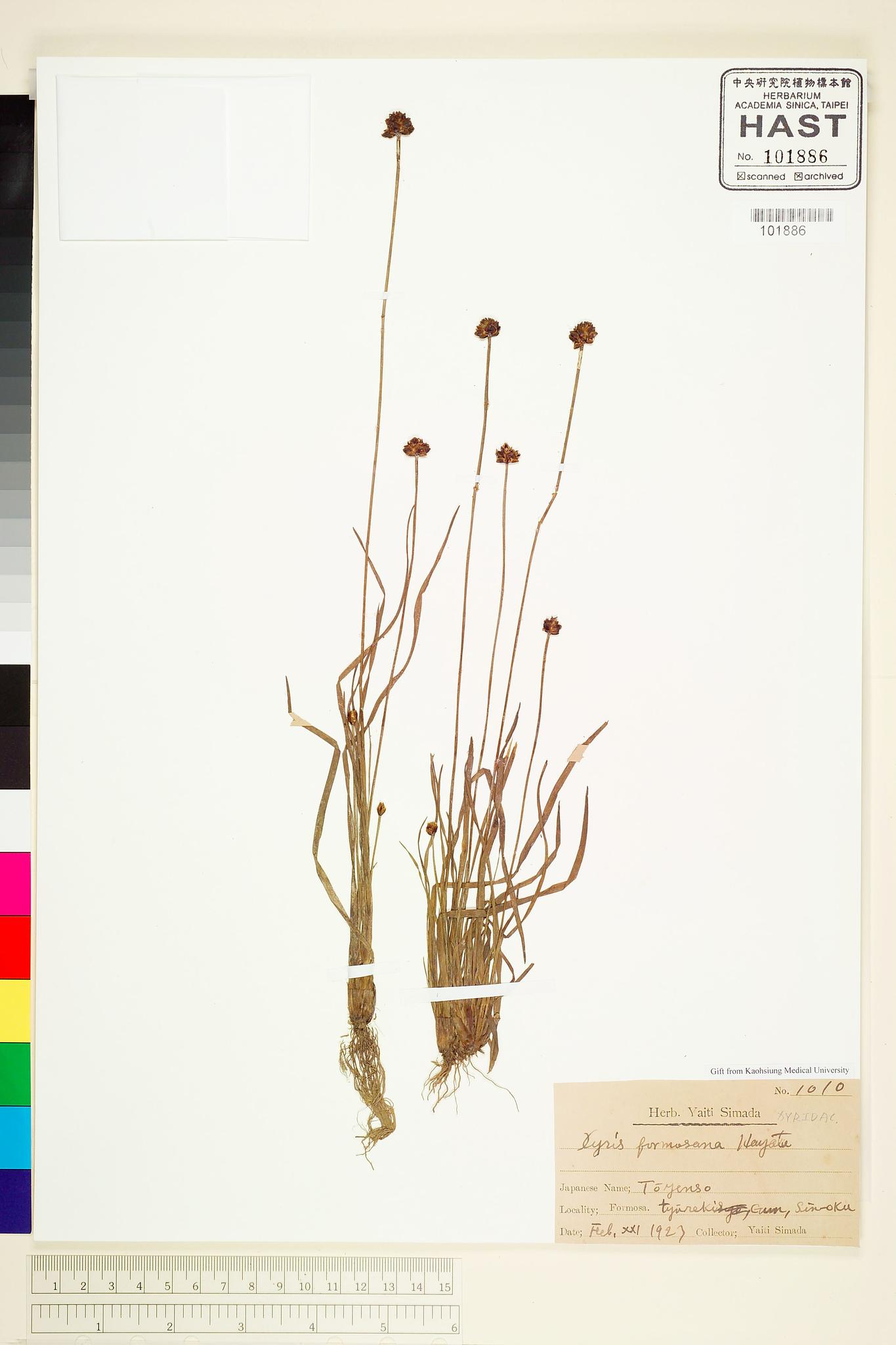 Sample image for viewer