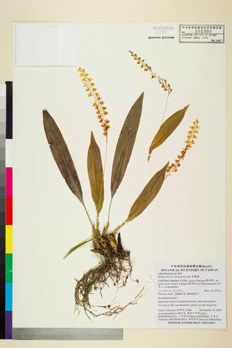 Dendrochilum uncatum Reichb.