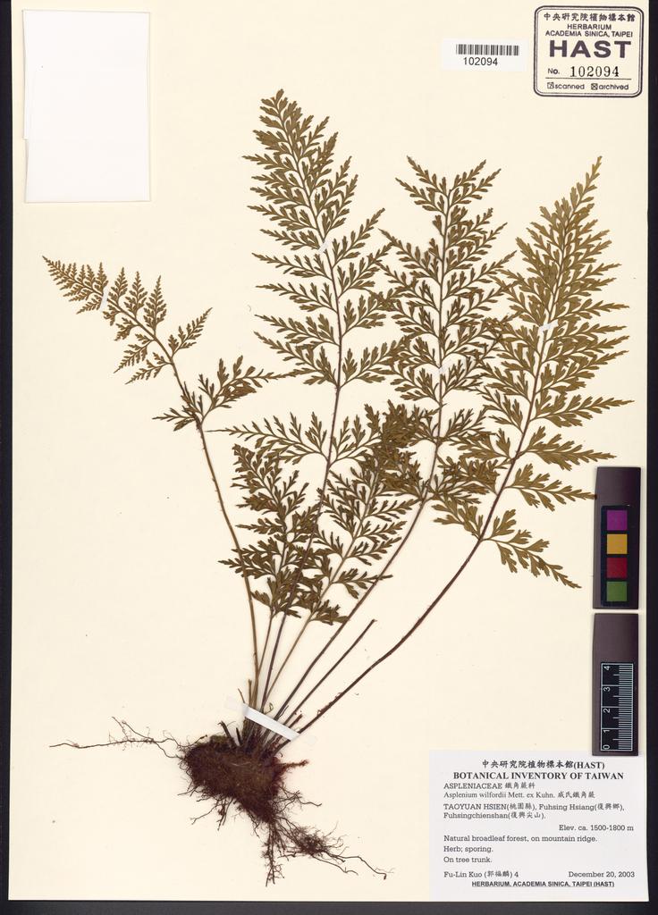 <Unit #56211 Kuo, Fu-Lin | 郭福麟 | 4:: | Asplenium wilfordii Mett. ex Kuhn.>