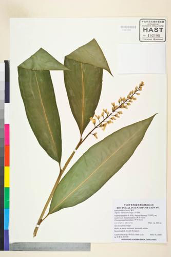 Alpinia intermedia Gagnep.