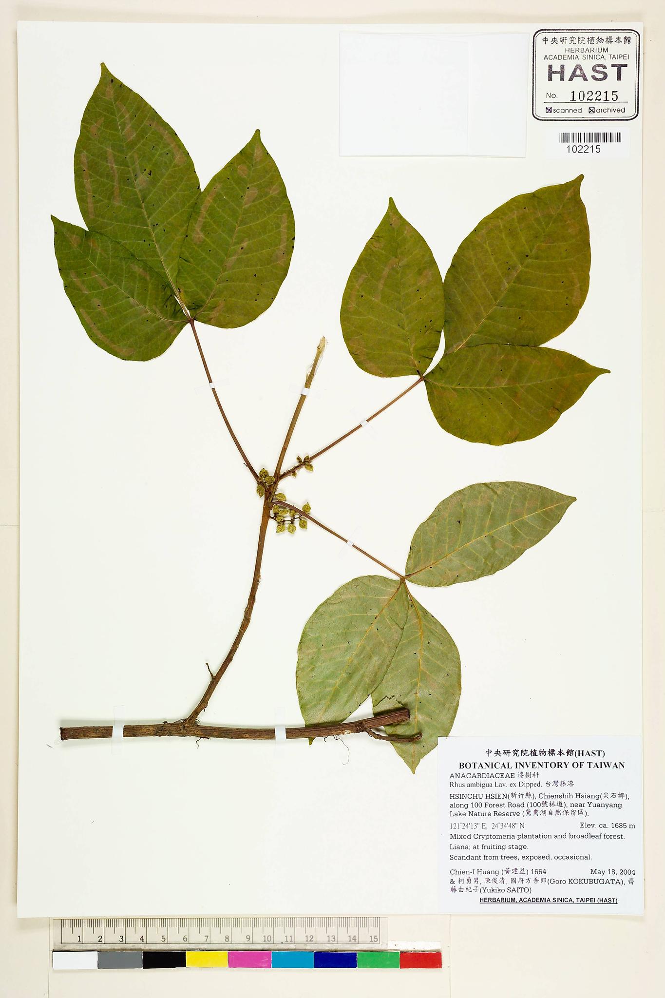 Sample image for viewer