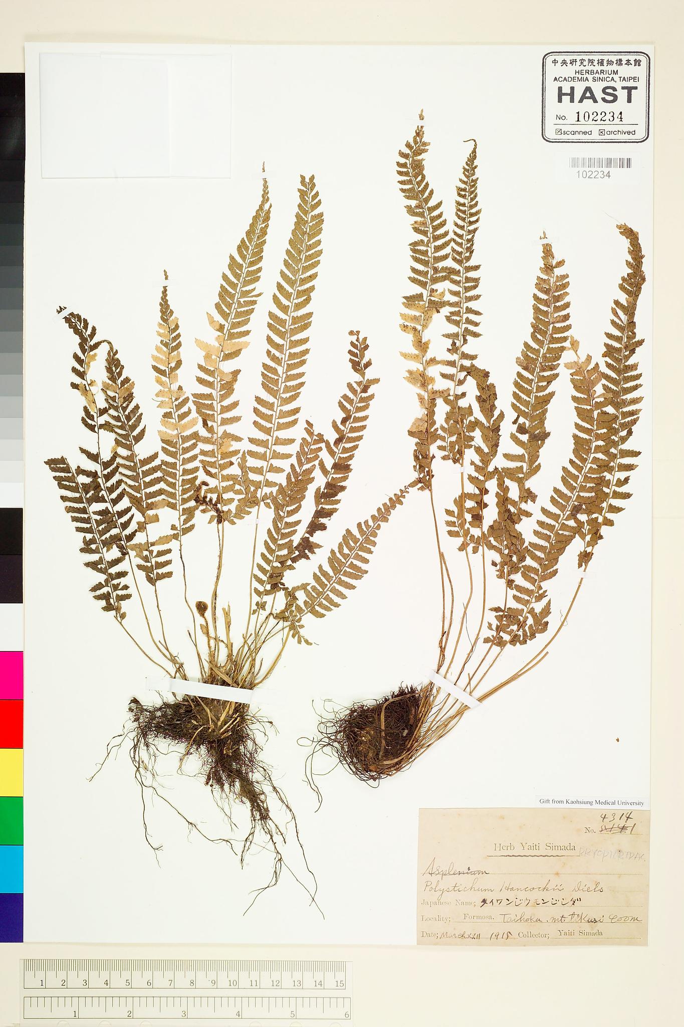 Sample image for viewer