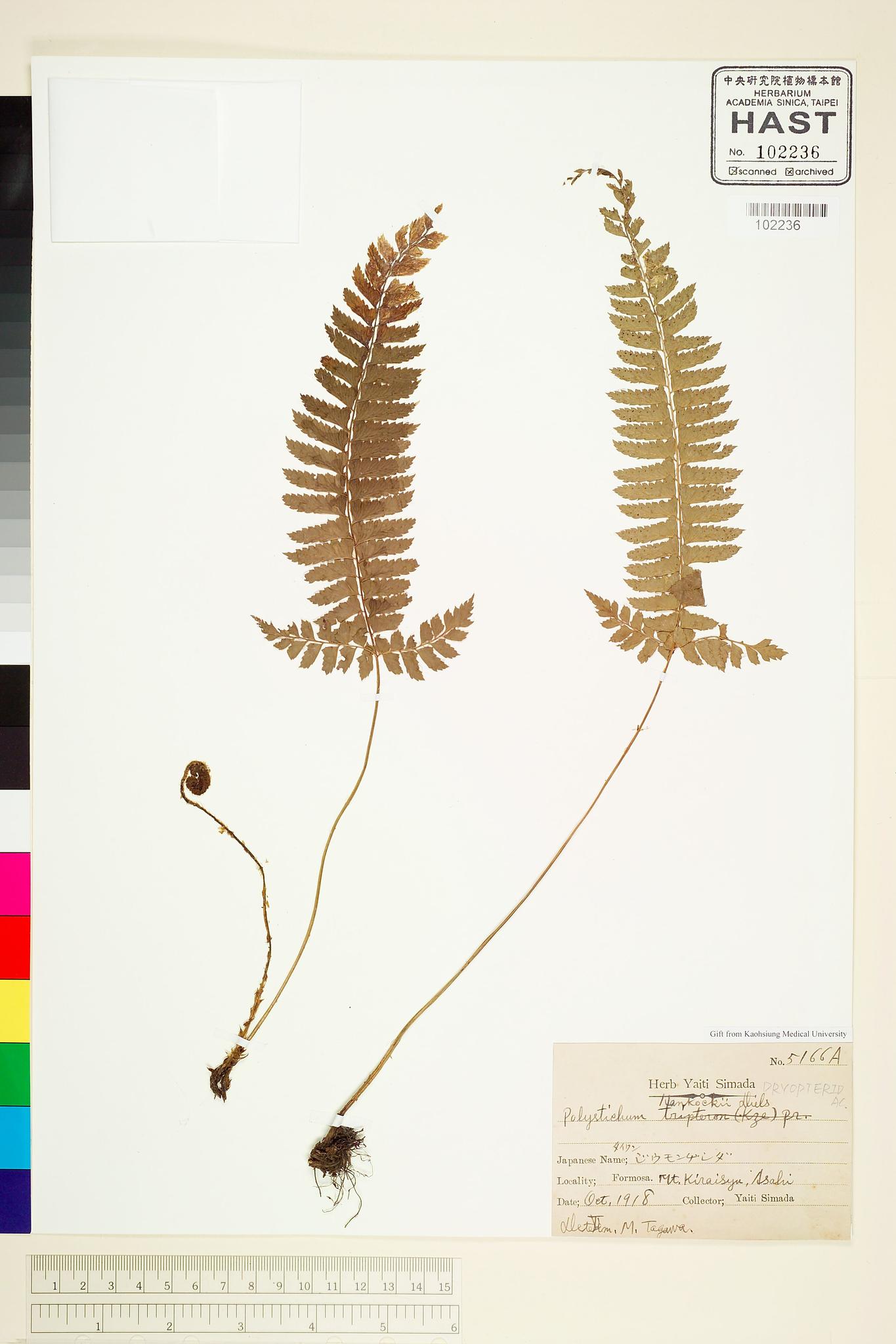 Sample image for viewer