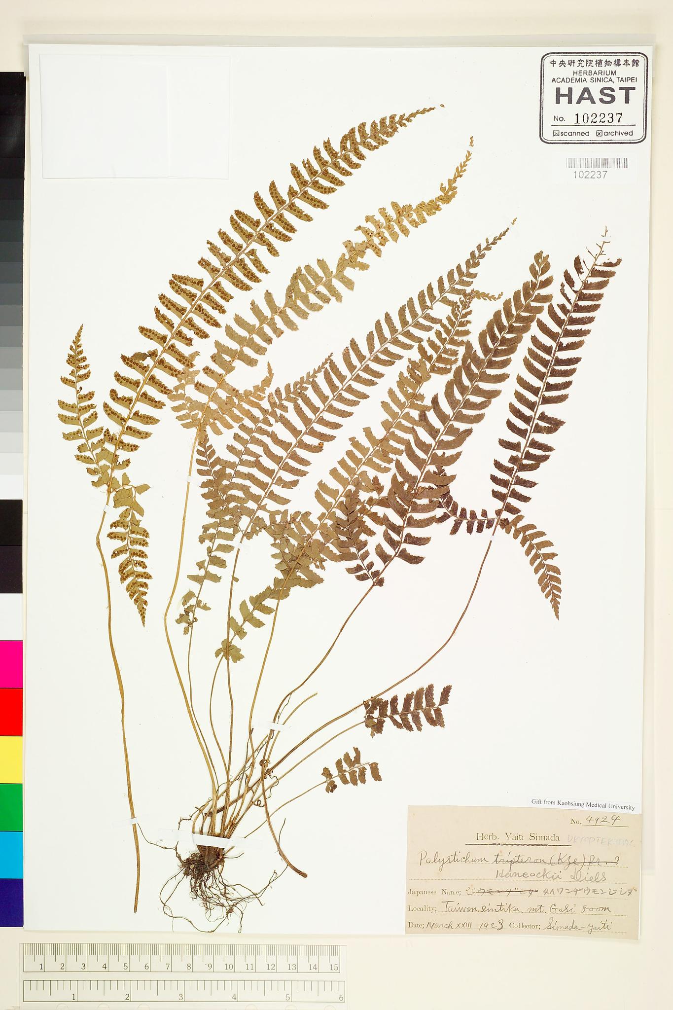 Sample image for viewer