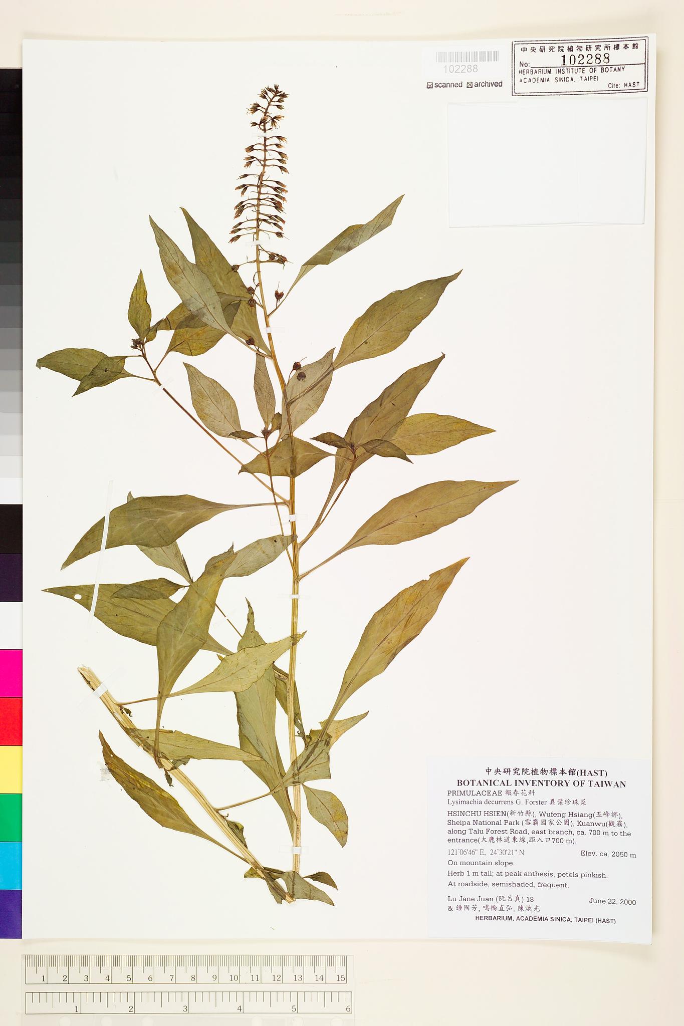 Sample image for viewer