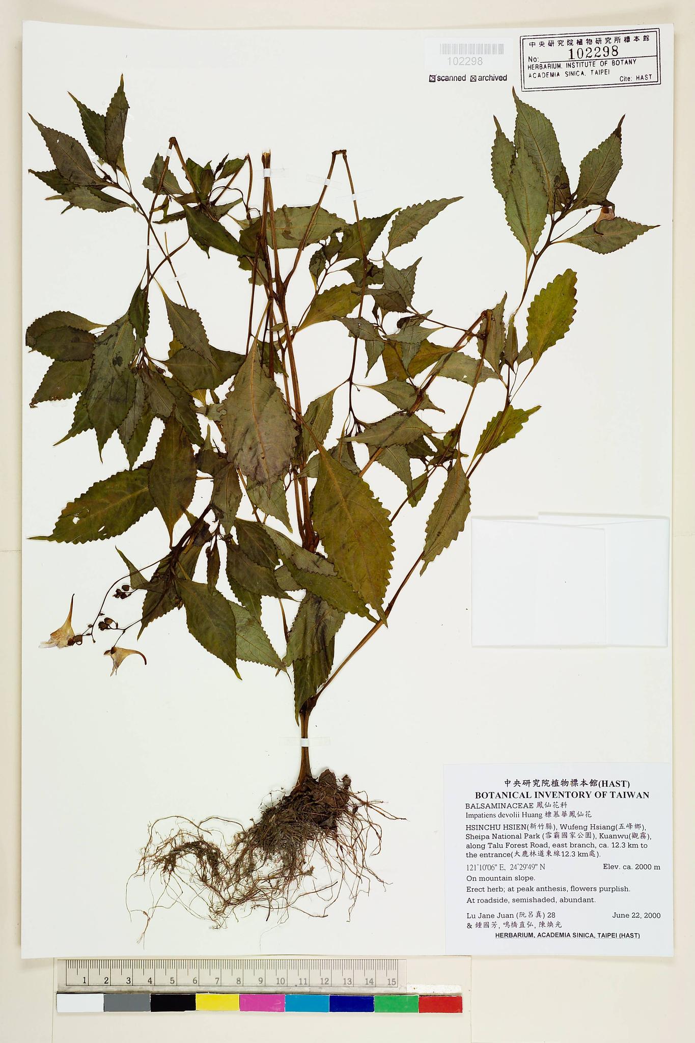 Sample image for viewer