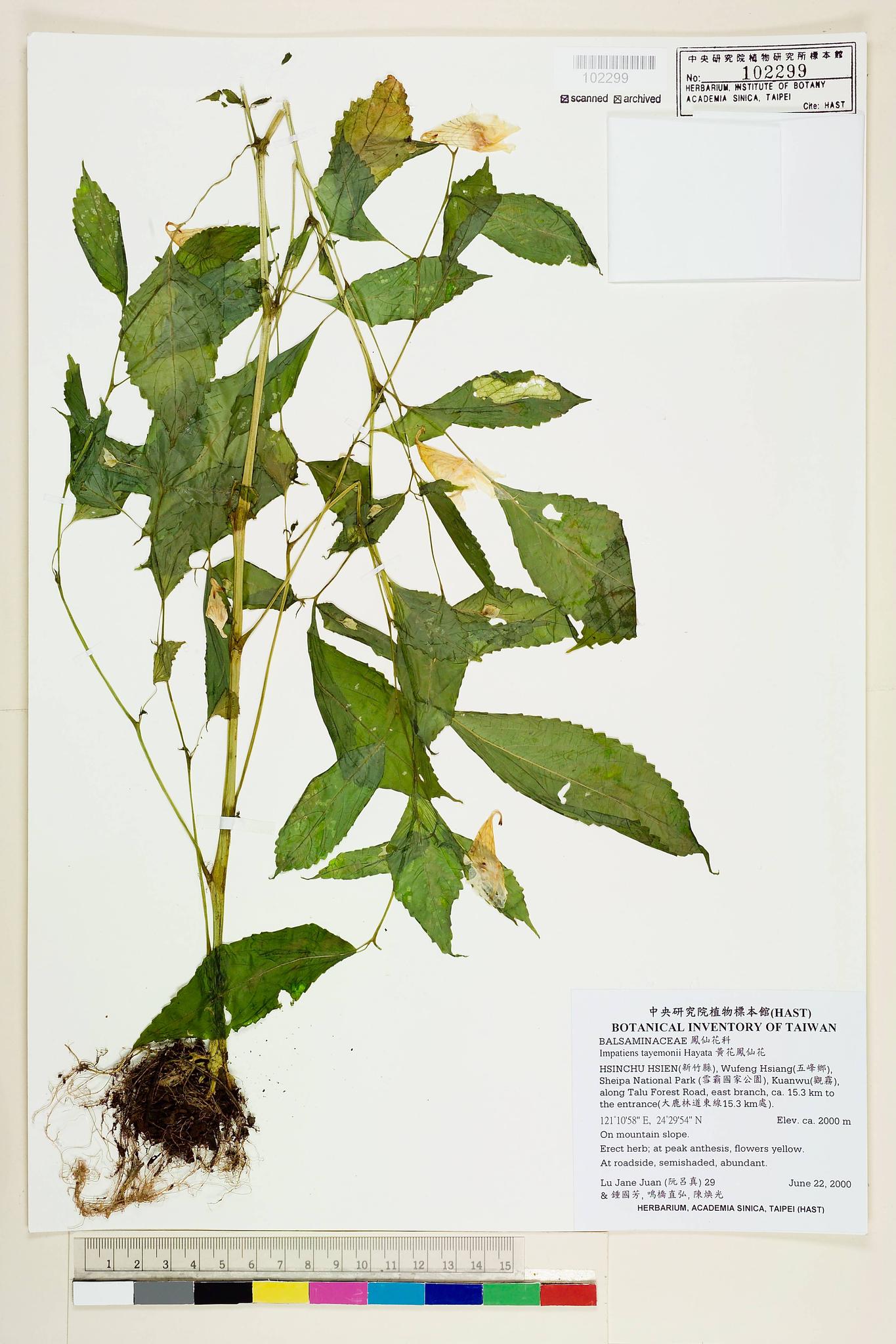 Sample image for viewer