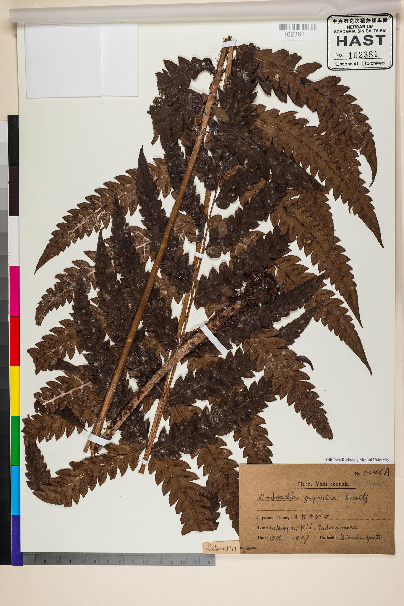 Sample image for viewer