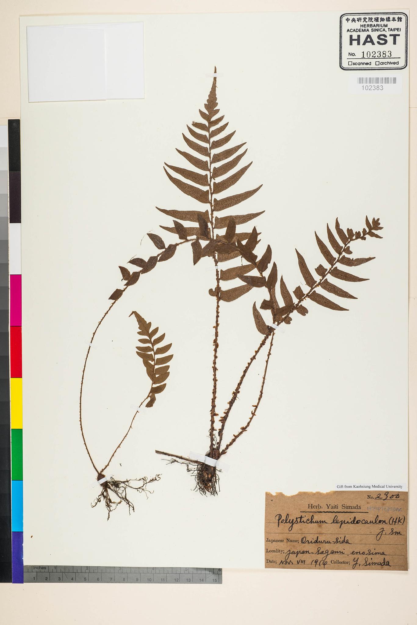 Sample image for viewer