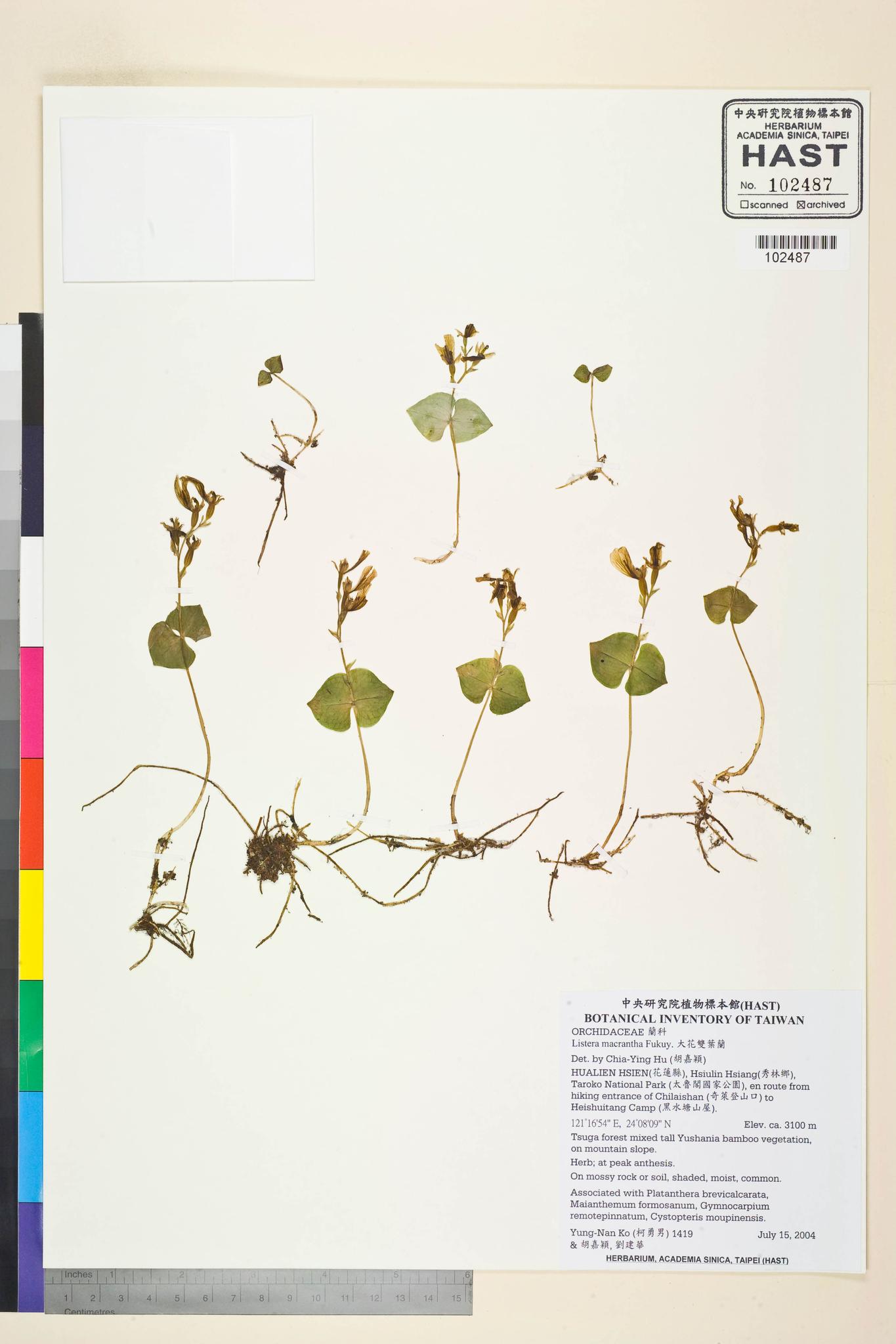 Sample image for viewer