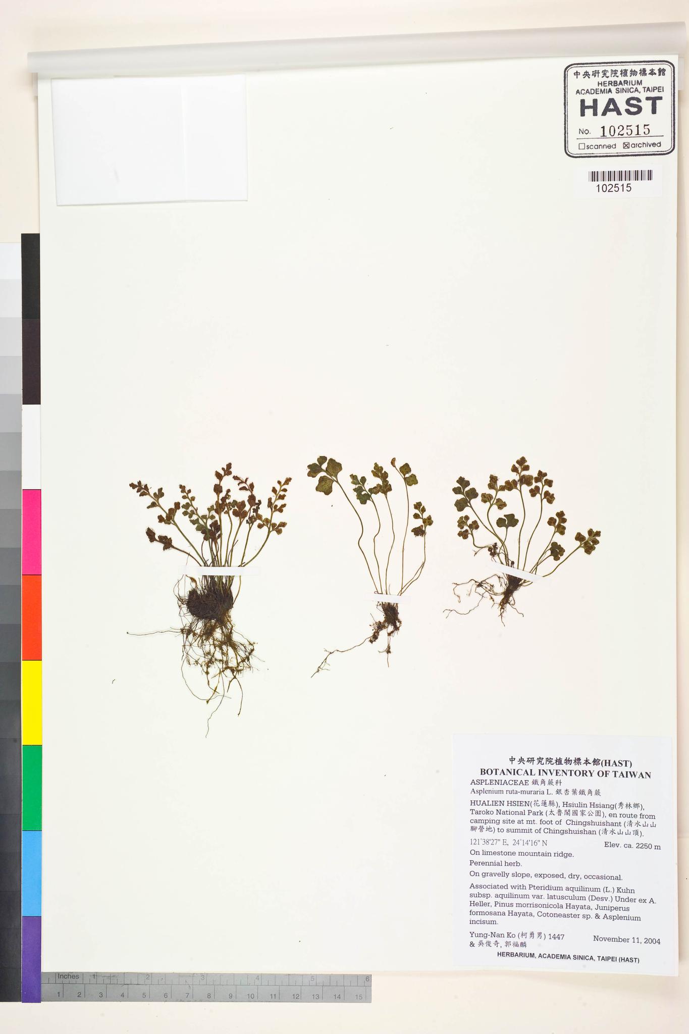 Sample image for viewer