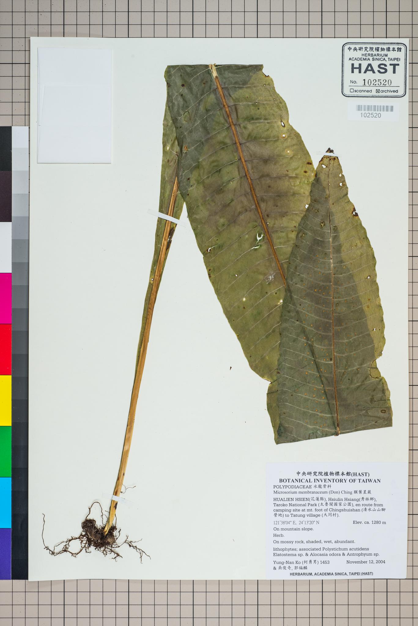 Sample image for viewer