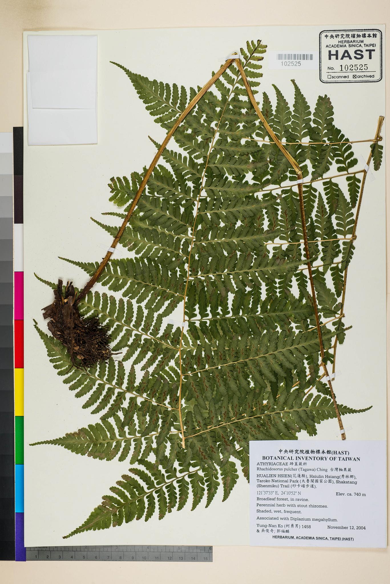 Sample image for viewer